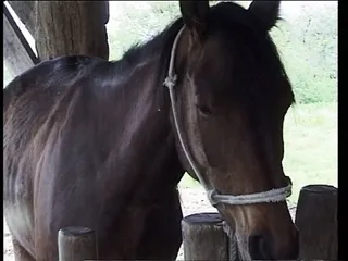 Giovane Troia Succhia Il Mio Cazzo In Fattoria free video